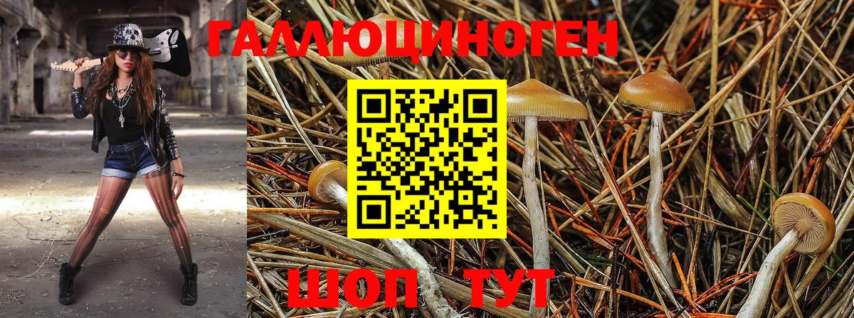 Галлюциногенные грибы GOLDEN TEACHER Киселёвск